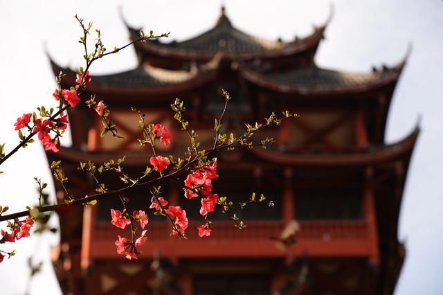 老年|春天的蓉城百花齐放花香四溢令市民沉醉