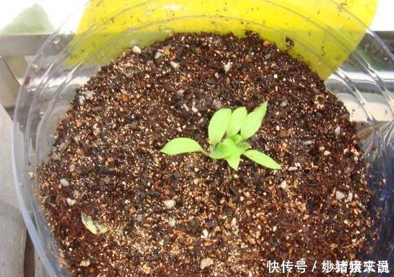 阳台|婆婆在阳台种“鸡蛋”,1盆能结“30个”,全家够吃,邻居太羡慕