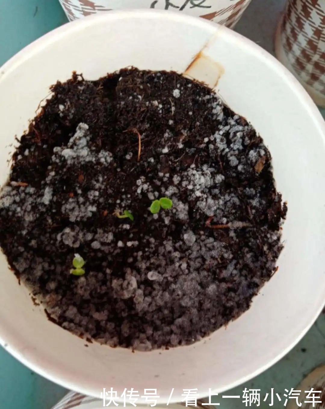 养花技巧：花盆里出现这个，抓紧换盆，不然一浇水就死翘翘
