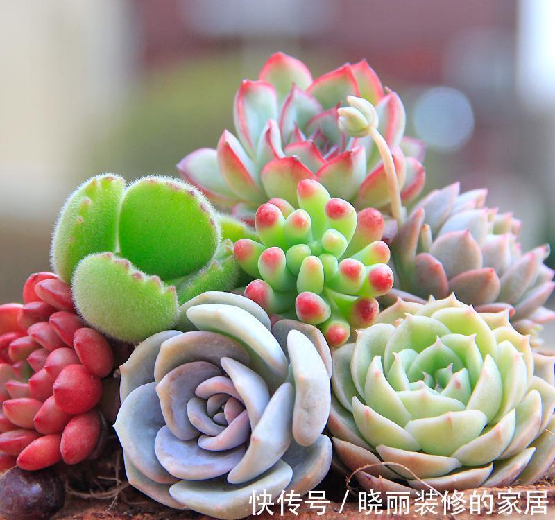 超实用新手指南,普货养出贵货范,美多肉都是虐出来的