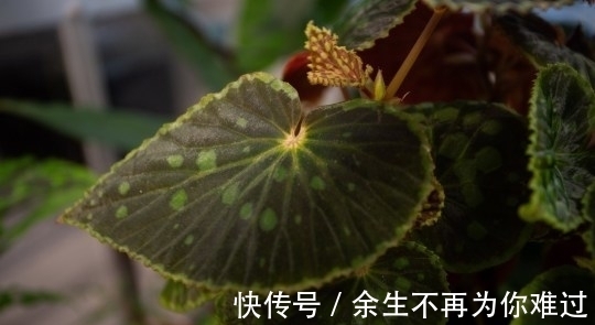 真土豪!英国小伙家里养珍奇植物,单一片叶子就能卖上10万