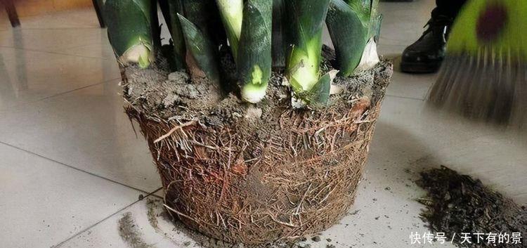 田园土养花，十有八九养不活？那是你不懂“四原则”