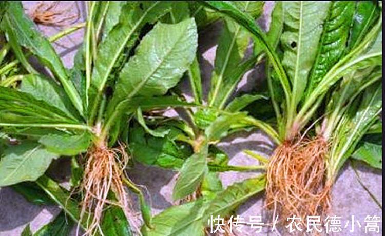 野草|农村随处可见的野草,它的头很珍贵,却被农民“忽视”多年