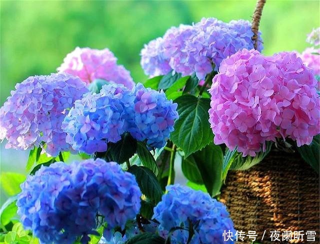 大花球|家庭养护无尽夏,只要“5步”,3个月长爆盆,开出蓝色大花球