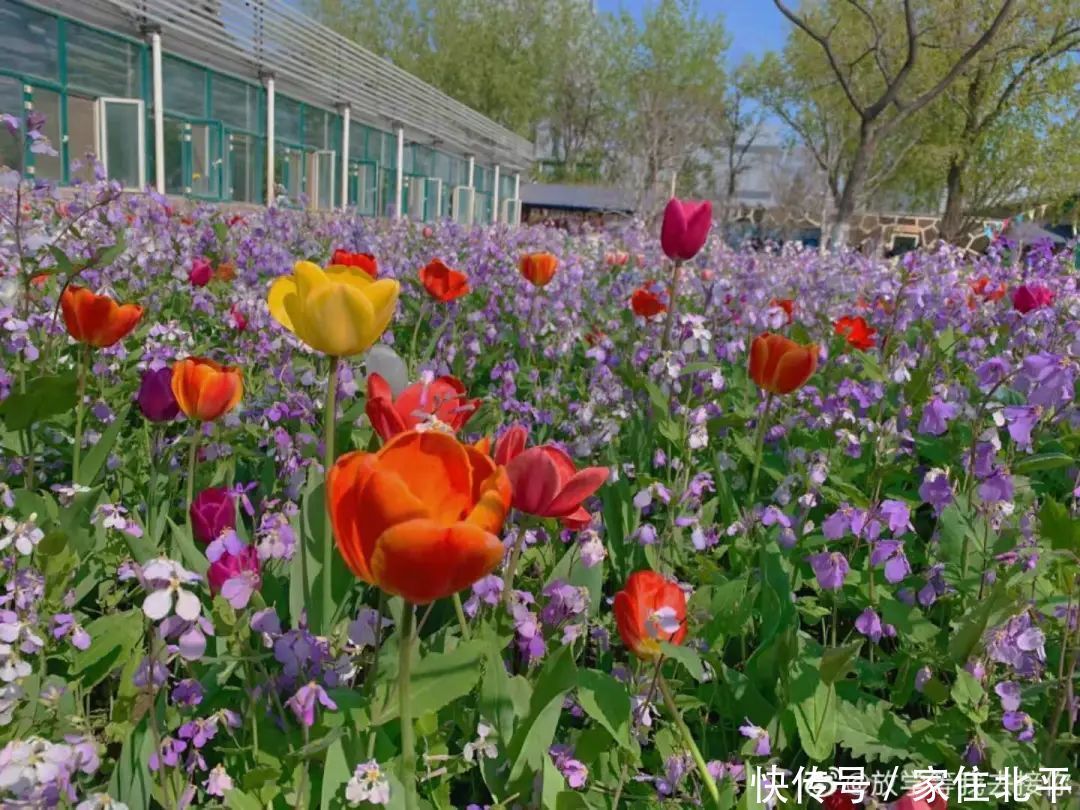 醉美花海！世界花后”正香飘京城，观赏面积超120000㎡！快去打卡