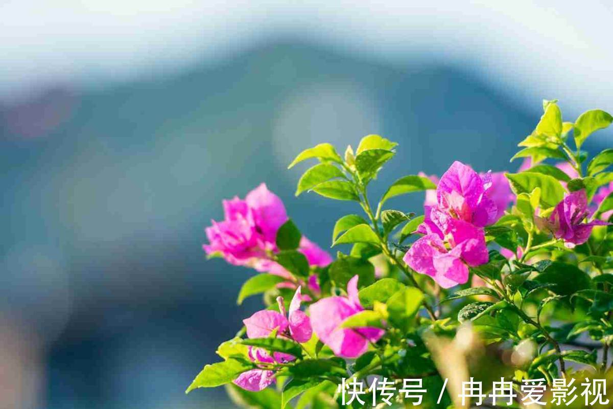 秋季养花大合集，30种花，你想要的我全有！