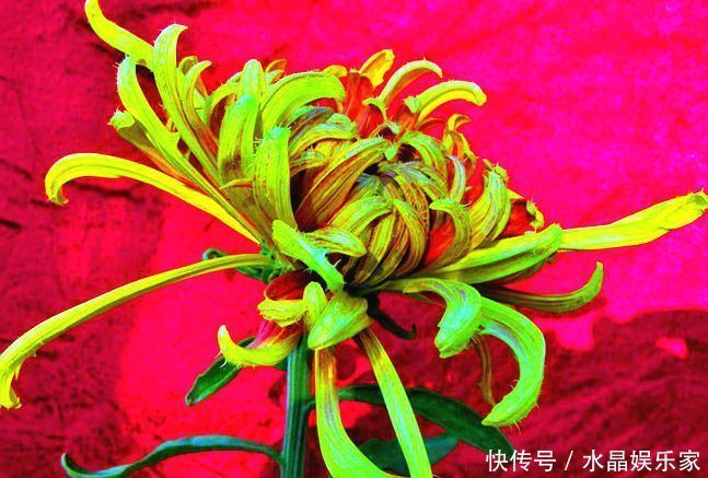 菊花|喜欢菊花，就养盆“珍稀名菊”红毛球，似雪罩芙蓉，美艳十足！