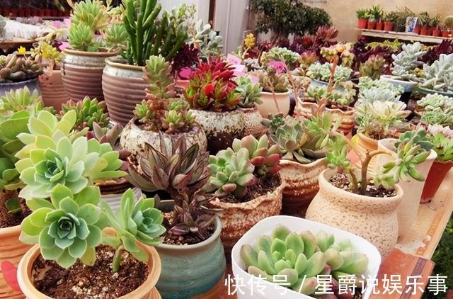 7种大盆栽，冬天正“虚弱”，赶紧断水，多浇一杯水，灌死一大片