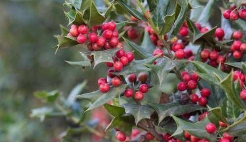 寓意|这树为“圣诞”而生,有着红果子和翠绿叶片,寓意红火大家都喜欢