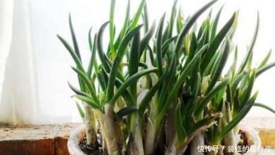 吃剩|还在花钱买绿植?5种吃剩的蔬菜,给点水就能长成盆栽