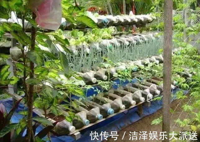 “空油桶”不要扔拿来种蔬菜,好养又漂亮,蔬菜多的吃不完!