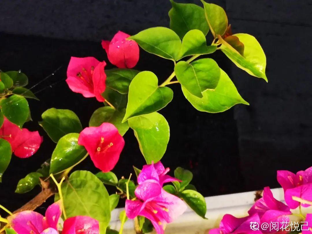 叶子|20种花，天凉了赶紧剪，来年开花有多又艳！