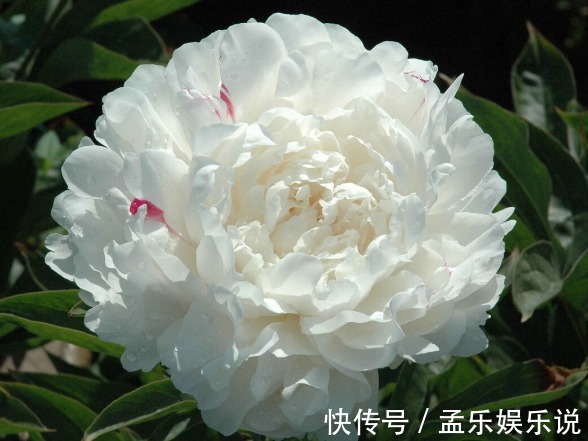 木槿花|七夕将至,芍药、舜华、并蒂莲,这些中华名花,哪种不比玫瑰美?