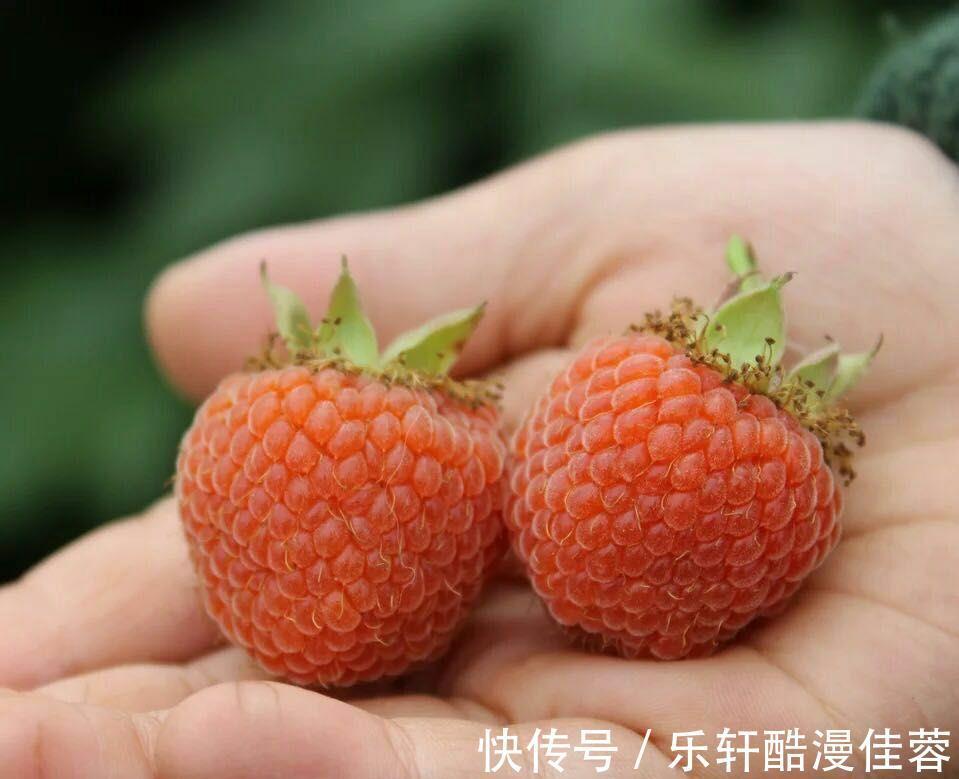 美味|小暑将至若条件允许,这6种水果记得要多吃,营养美味还不贵