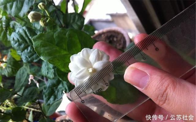 养茉莉花，掌握这5个“小窍门”，一年能开四岔花，简直是“开花机器”