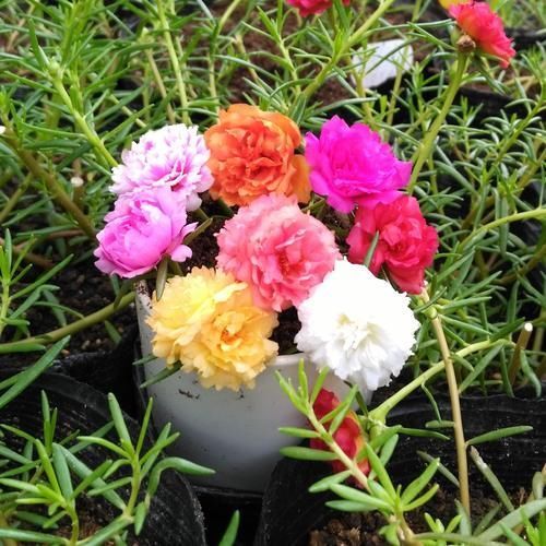 超喜欢的“盆栽”花卉,朵朵重瓣色鲜艳,皮实好养,一年开花3季
