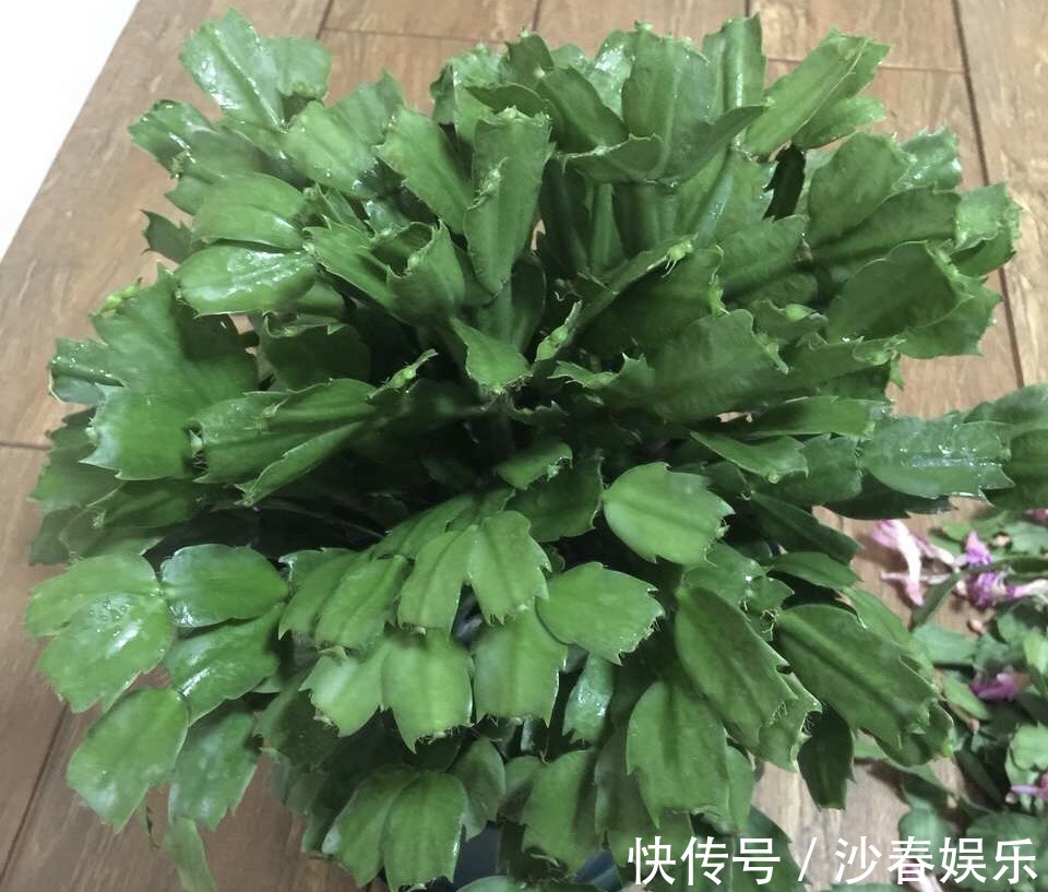 头顶端|蟹爪兰花期结束,养护注意“3点”,疯狂长叶子,入冬花苞翻2倍