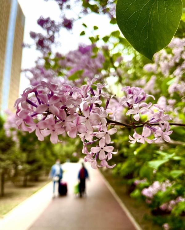 呼和浩特的丁香花开了…