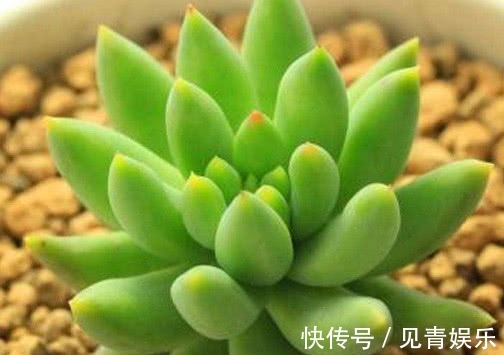 多肉千佛手怎么养更艳丽教你3个小妙招,养出最旺盛的千佛手