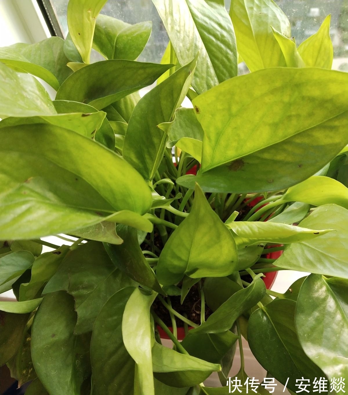 植物出现5种情况,说明根系有问题,要赶紧救治