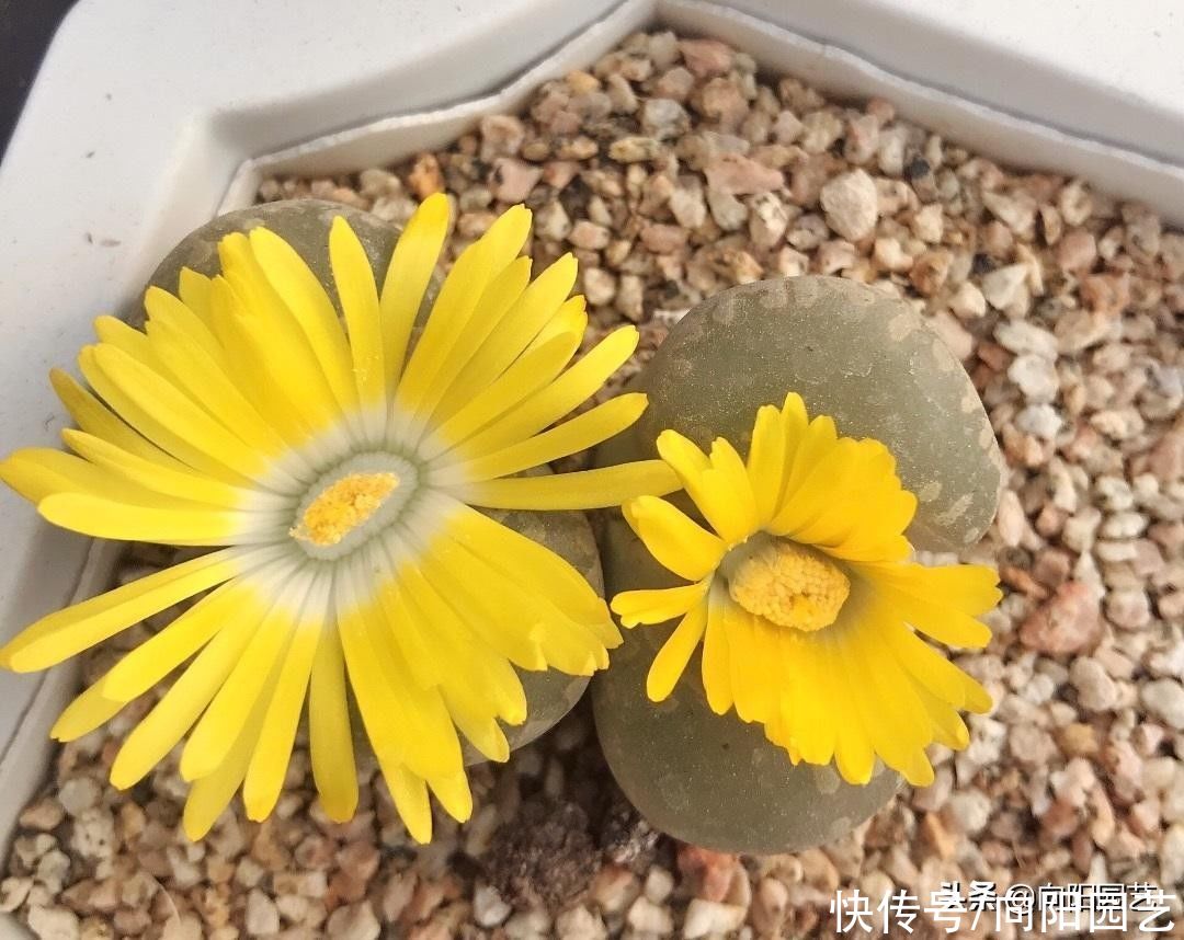超萌的屁股花，养护简单，全颗粒养护，多光照，室内养也不徒长