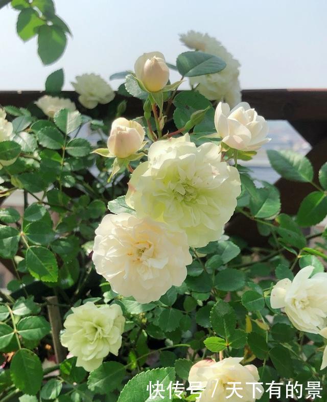 壮笋|养月季别急着开花,先壮笋再养叶,花量成倍增长,一整年都有花赏