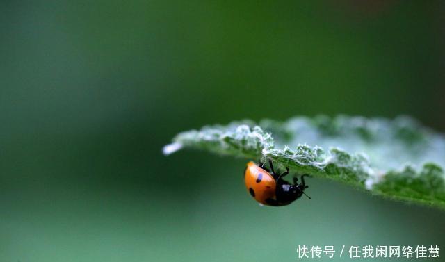 愁心且随春风去