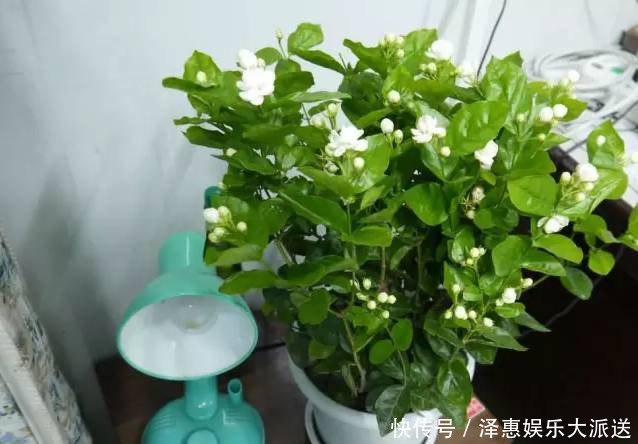 茉莉|王阿姨这么养茉莉花,花更美,味更香,邻居纷纷来取经!