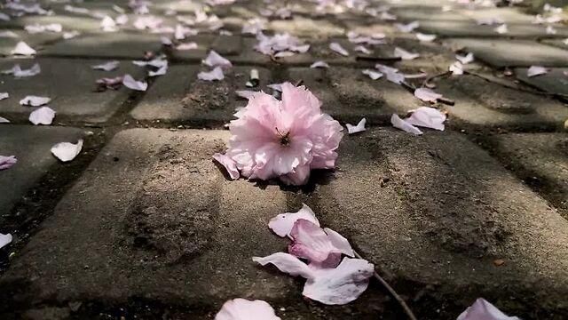 诗词|诗词:荷园依旧又熏风，飘飘路杳斜晖倦