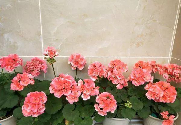 养花技巧:大冬天,她家的小院开满200盆花,全家人过年围着看!