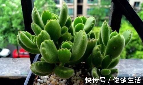 环境温度|新人练手养多肉选这几样，价格便宜，叶子晒晒太阳就成糖果色