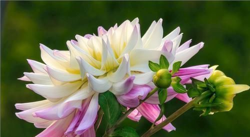 此花是世界名贵的花卉,有着大吉大利的寓意,不过也有黑暗的一面