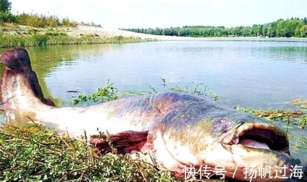 传说#怪石湖水怪之谜：水下生物被捉后，引发的灾难令人警醒