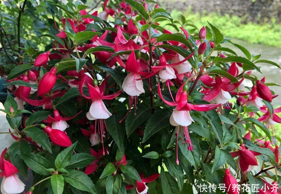 浇水|倒挂金钟如何修剪？想要让它开花多，一年只需剪2次