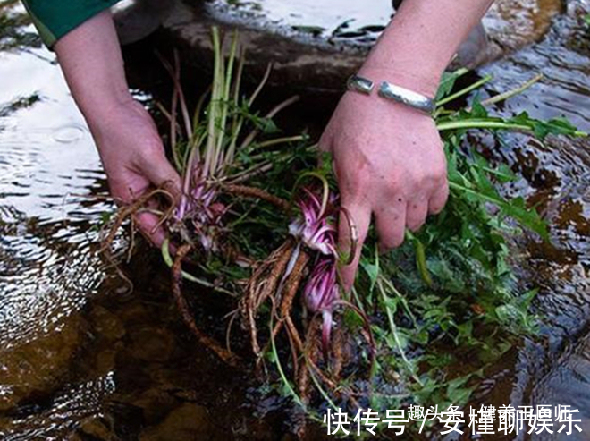 肝脏|农村人当草，城里人当宝，“天然的解毒王”，让肝更“年轻”！