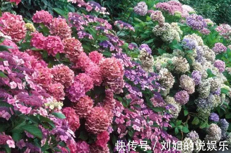 如果你对绣球花情有独钟，那你得看看这些养护秘籍