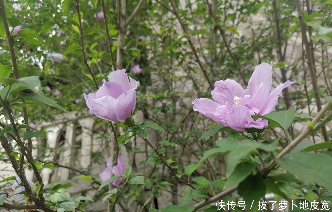 保平安|曾国藩:时刻反省求进步,严格自律保平安,克服焦躁平心气