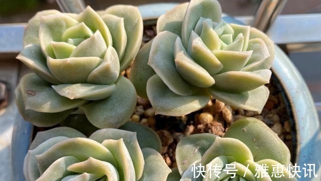 玫瑰|曾经贵到令人咋舌,且株型似玫瑰的可爱玫瑰多肉你现在还在养吗!