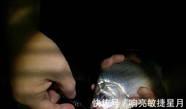 捕食|钓鲫鱼用什么饵料好分清这几点不空军!