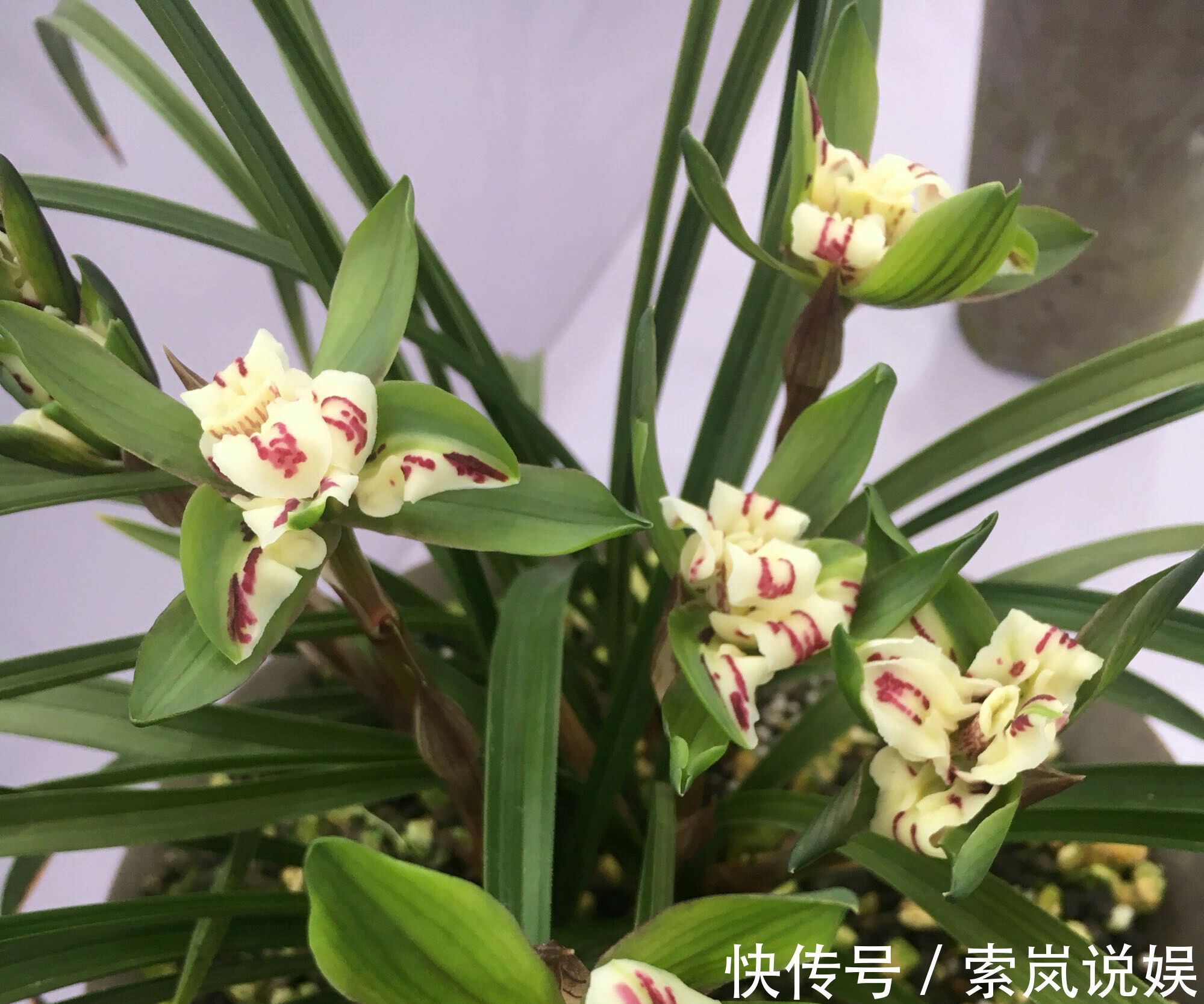 兰花植株根系腐烂而没有根了还能长出来吗兰花新苗上盆焦尖咋办