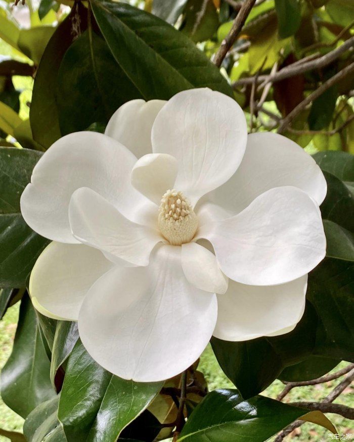 倒车影像|【助力夺冠2021】最佳拍档非你莫属，劲客与我共赏夏日花草