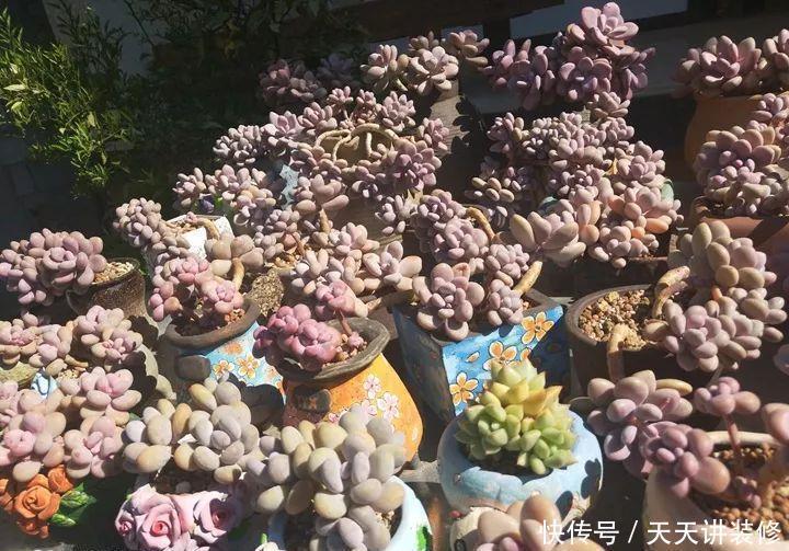 爸妈不在家,我在院子里疯狂种多肉,倍儿爽