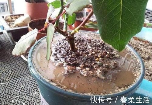 铲子|花盆土板结铲不动倒点“它”进去，5分钟变疏松