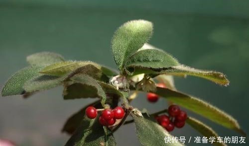 龙血树龙血树|4种“耐阴性”绿植，家里放一盆，再也不怕没阳光养不了花了！