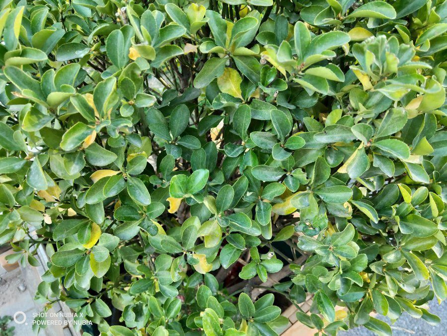 努比亚|实现全面屏的另一个方向 努比亚X全面评测