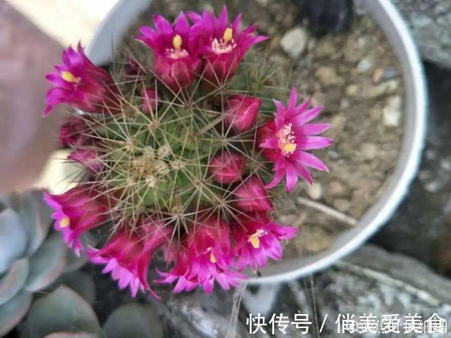 高温|10种花要控水,天热反而不能浇,一浇水就死