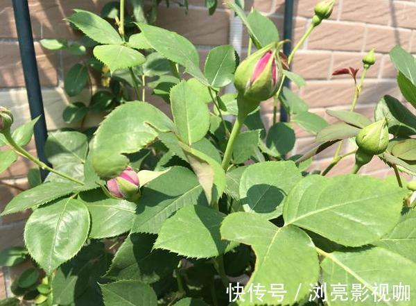 花蕾|养月季和蔷薇如何培养高颜值注意3个问题,个个满树繁花