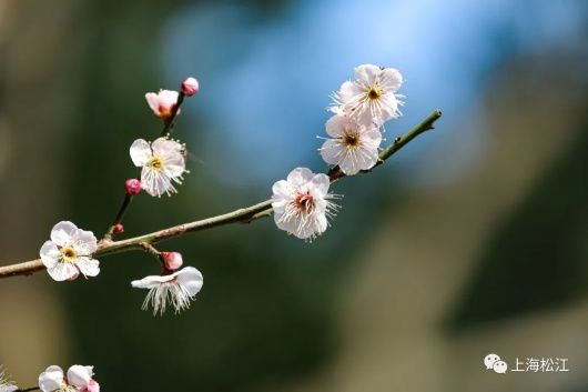 梅花、樱花、玉兰、二月兰……松江早春赏花图鉴来了