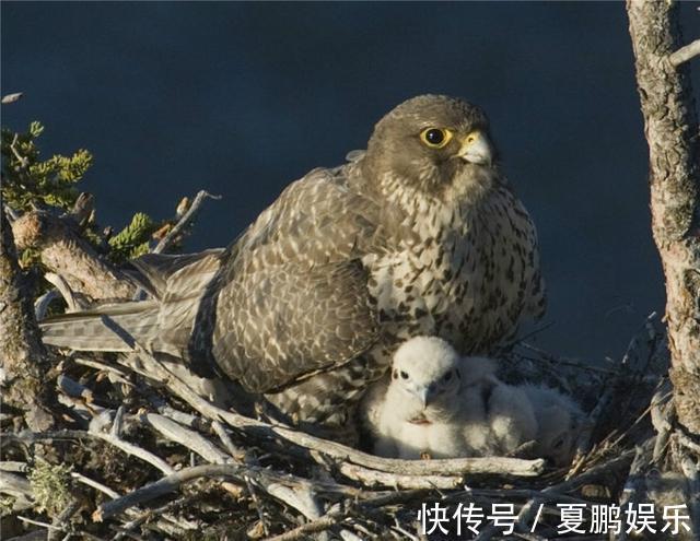 矛隼|昆仑山现海东青攻击野兔，雌鸟进洞将猎物赶出，雄鸟等在洞外捕杀