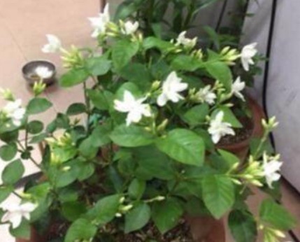 出门捡块“它”，砸碎扔盆里，土壤疏松不板结，几年不换盆也能长